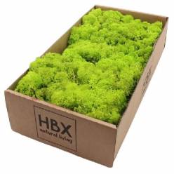 Caja Musgo Preservado Verde Claro 500g