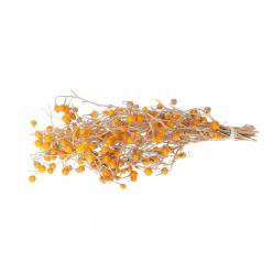 Solanum Seco Natural Amarillo 40cm 125g