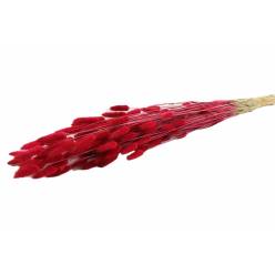 Lagurus Seco Rojo 100g