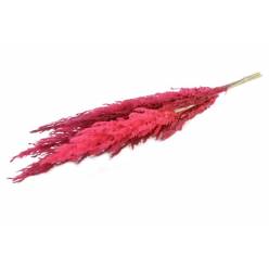 Plumas Pampa Grass Fucsia 120cm (8 Tallos)
