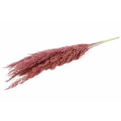 Plumas Pampa Grass Tonos Rosas 120cm (8 Tallos)