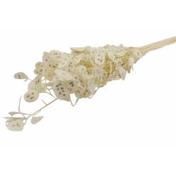 Lunaria Seca Natural 50gr