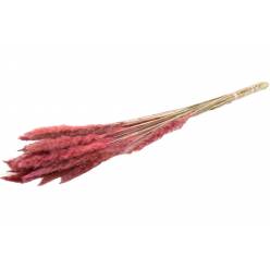 Plumas Pampa Marron 80cm 45g