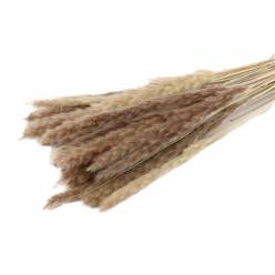 Plumas Pampa Natural 75-80cm