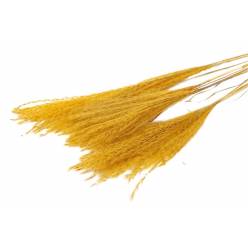 Miscanthus Seco Melocoton (10 Tallos)