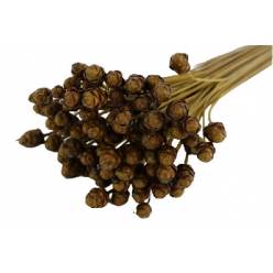 Acacia Seca Natural