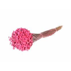 Botton Botao Seco Cereza 100g