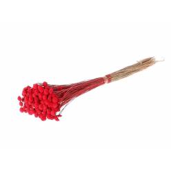 Botton Botao Seco Rojo 100g