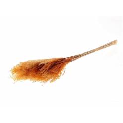 Miscanthus Seco Naranja (20 Tallos)