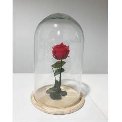Cupula 15x25Hcm con Rosa Liofilizada