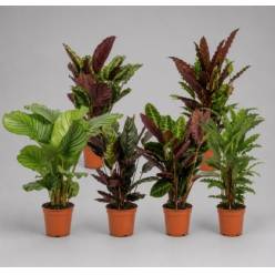 P. Calathea Mixta 4 Varied. Srt. 14/60cm x 8