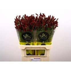 Sanguisorba Officinalis Red Dream 70cm "T25"