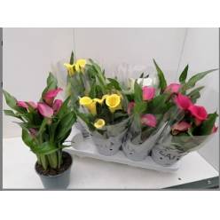P. Calla Mixta 14/45cm x8  5-Flores