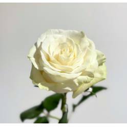 Rosa Ecu. Mondial 80cm (7 Dias - 2)