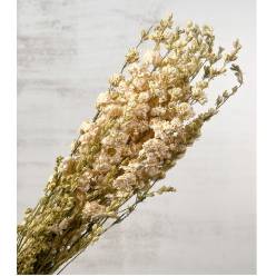 Delphinium Seco Rosa 70cm 90g