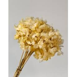 Hortensia Preservada Amarilla 20x30Hcm