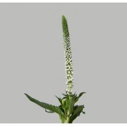 Veronica Smart Luna 50cm "T25" Bl.