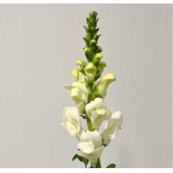 Antirrhinum Nac. Blanco 80cm "Jalon"