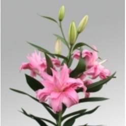 Oriental Hol. Doble Rl. Accolade 85cm 3 Fl.