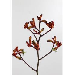 Anigozanthos Early Spring 60cm Rj.