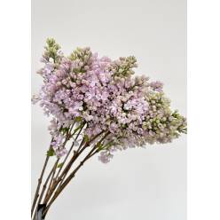 Lilas Hol. Lavaliensis 40cm 2bl