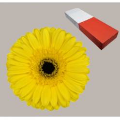 Gerbera Hol. Westeros x25 Am (7 Dias - 2)