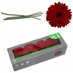 Gerbera Preservada Roja con Tallo (4 Cabezas) 8x23Hcm