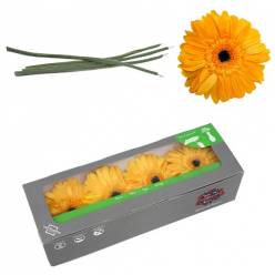 Gerbera Preservada Amarilla con Tallo (4 Cabezas) 8x23Hcm