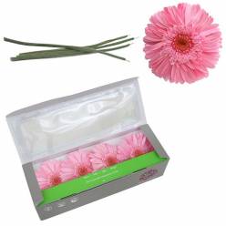 Gerbera Preservada Rosa con Tallo (4 Cabezas) 8x23Hcm