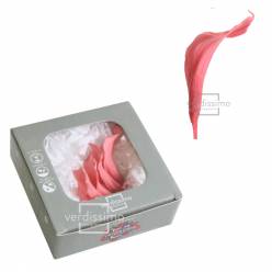 Calla Preservada Rosa Coral (5 Cabezas) 7-9cm