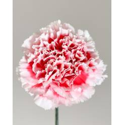 Clavel Nac. 70cm Kirk