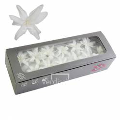 Nardos Preservados Blanco (12 Cabezas) 2-5cm
