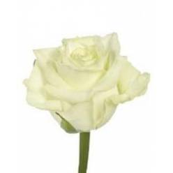 Rosa Hol. White Naomi 55cm B1