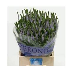 Veronica Smart June 50cm "T25" Malva (7 Dias - 2�)