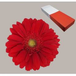 Gerbera Hol. Carambole x25 Rj (7 Dias - 2)