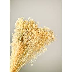 Broom Bloom Preservado Blanco 45cm 130g