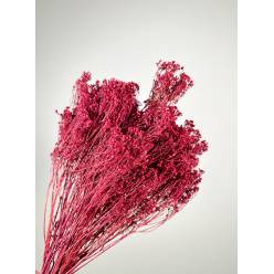 Broom Bloom Preservado Granate 45cm 130g