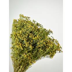 Broom Bloom Preservado Natural 45cm 130g