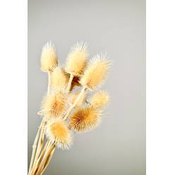 Cardo Seco Blanco 40cm 50g