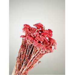 Achilea Preservada Rosa 40cm 100g