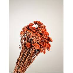 Achilea Preservada Terracota 35cm 80g