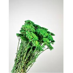 Achilea Preservada Verde 35cm 100g