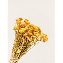 Achilea Preservada Amarilla 35cm 100g