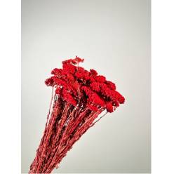 Achilea Preservada Roja 35cm 100g