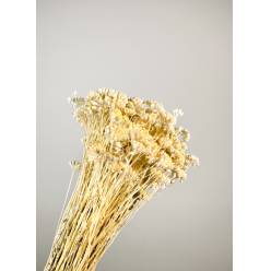 Achilea Preservada Blanca 30cm 100g