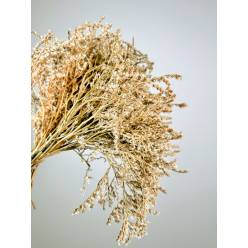 Tatarica Preservada Blanca 30cm 100g