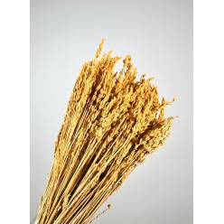 Lavanda Preservada Ocre 40cm 100g