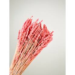 Lavanda Preservada Rosa 40cm 100g