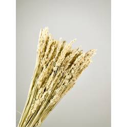 Lavanda Preservada Blanca 40cm 100g