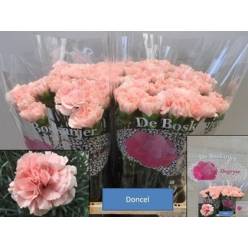 Clavel Col. Select Doncel Rs.